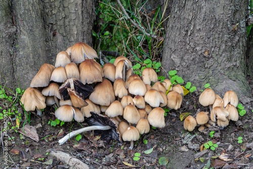 Group of Coprinus micaceus mushrooms under tree trunks.