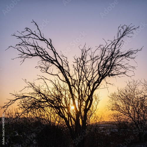 Silhouette of a tree on a sunset background © Leonid