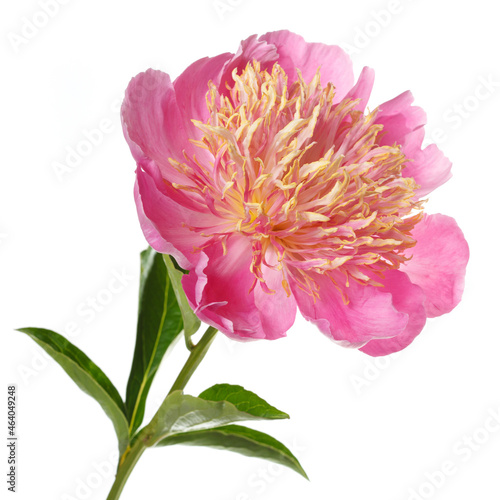 Bright peony flower with pink petals and lush orange stamens isolated on a white background.