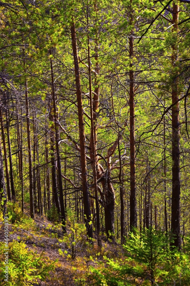 Obraz premium Autumn forest on a steep slope of Vakutin stone mountain on a piercingly sunny day