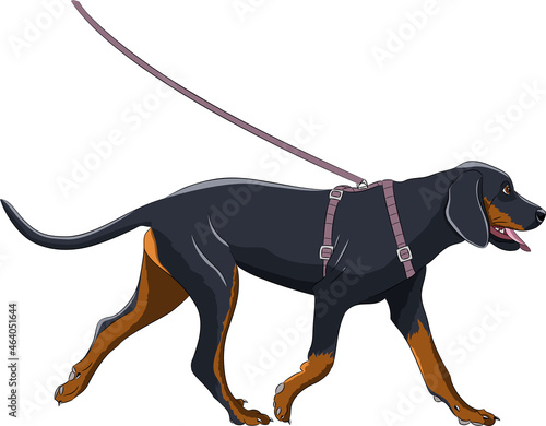 Running big black dog isolated on white background.