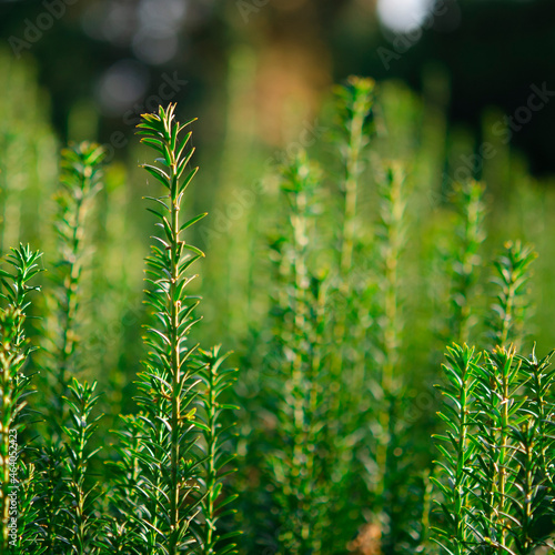 Vertical dark green with yellow stripes branches of yew Taxus baccata Fastigiata Aurea as natural background