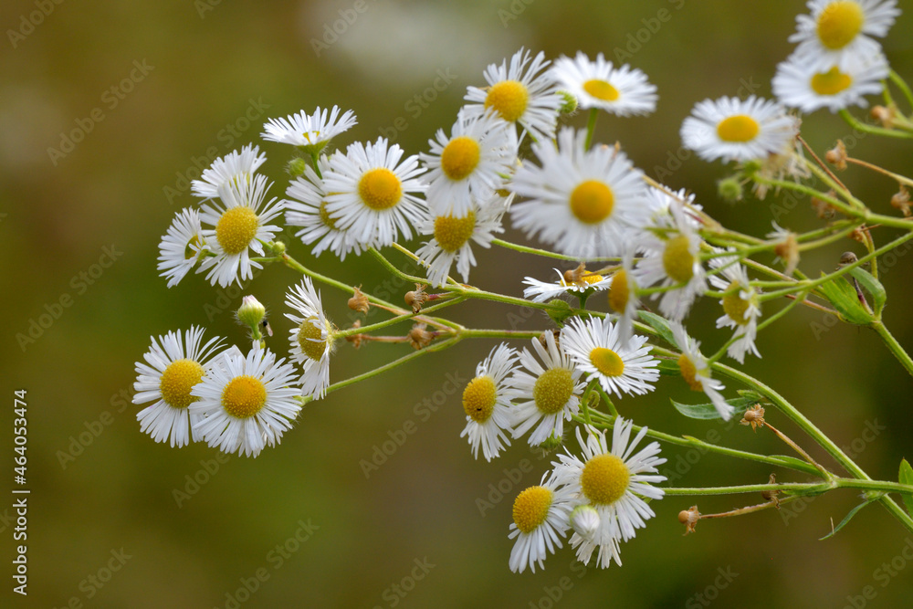 Fototapeta premium weisse herbstblumen