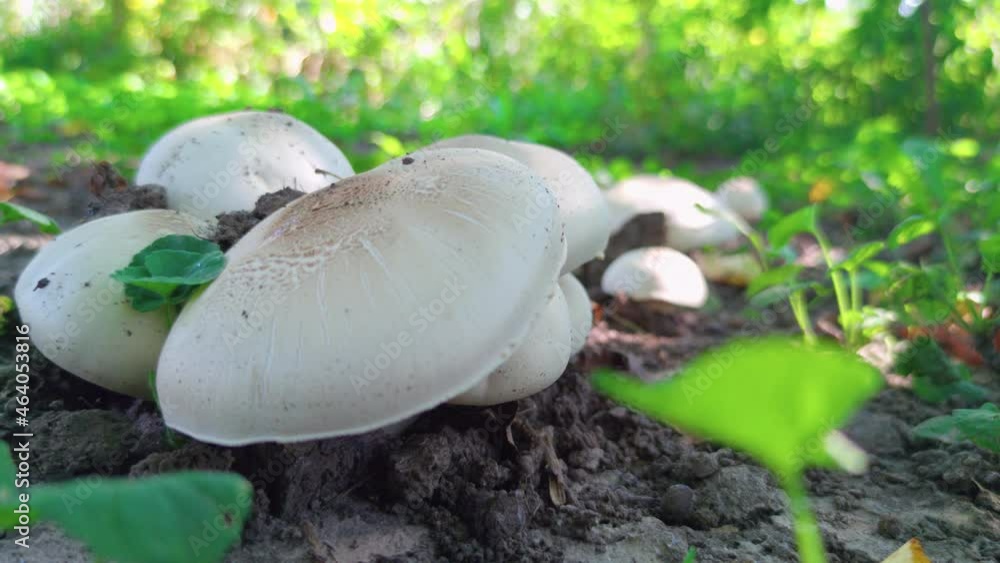Mushrooms in forest closeup raw food Mushrooms in forest closeup raw food