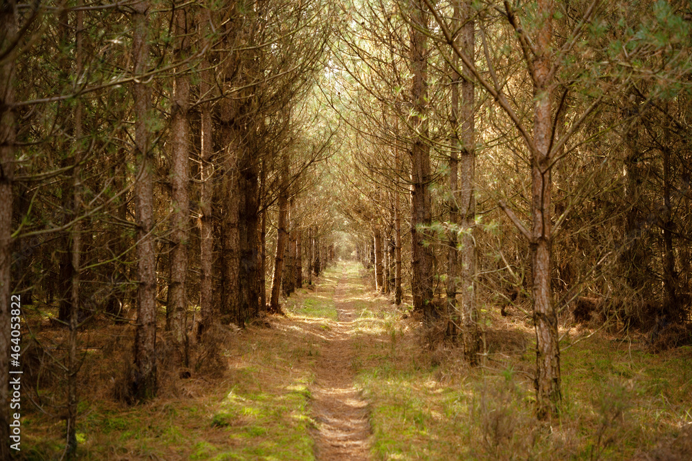 Fototapeta premium country walks in the Forest