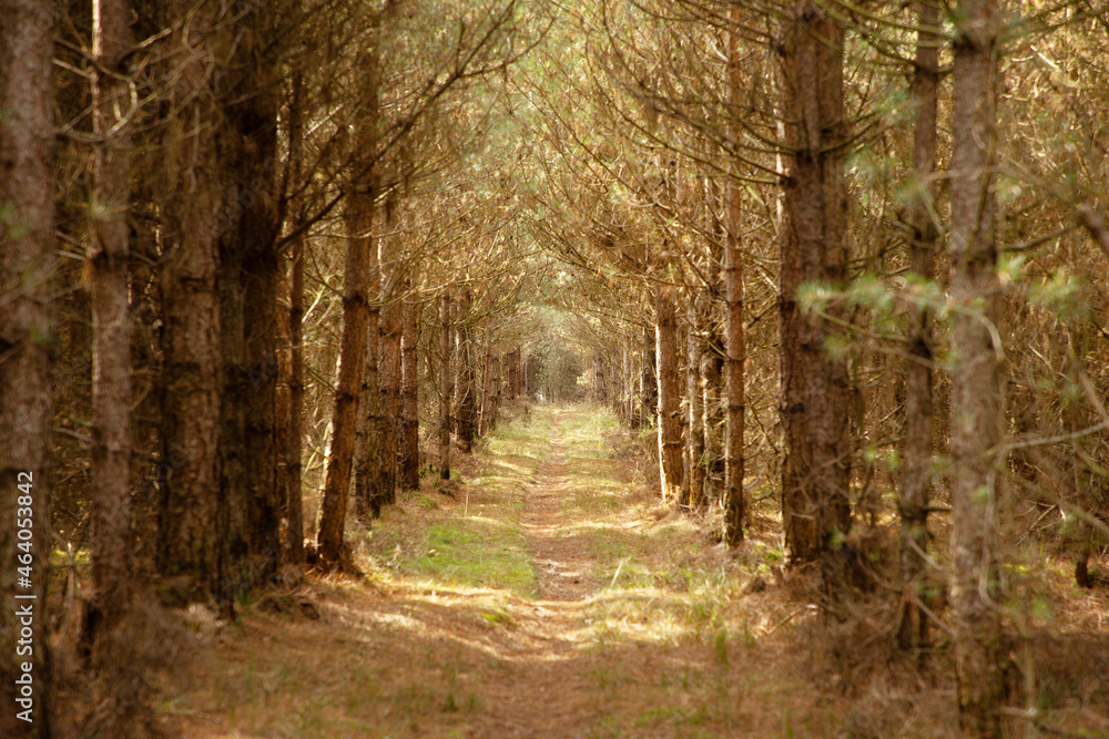 Fototapeta premium country walks in the Forest