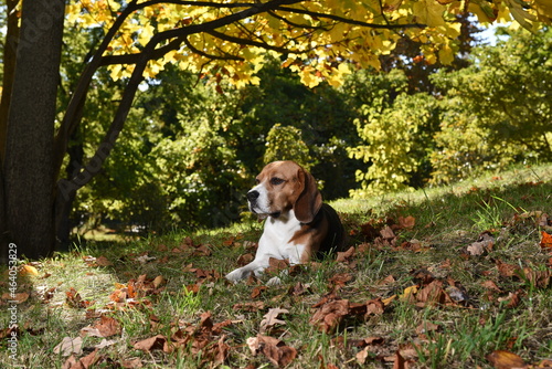 Beagle Dog on the autumn leaves