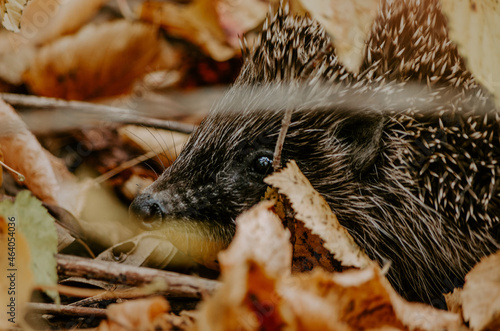 Hedgehog in the woods under fallen leaves