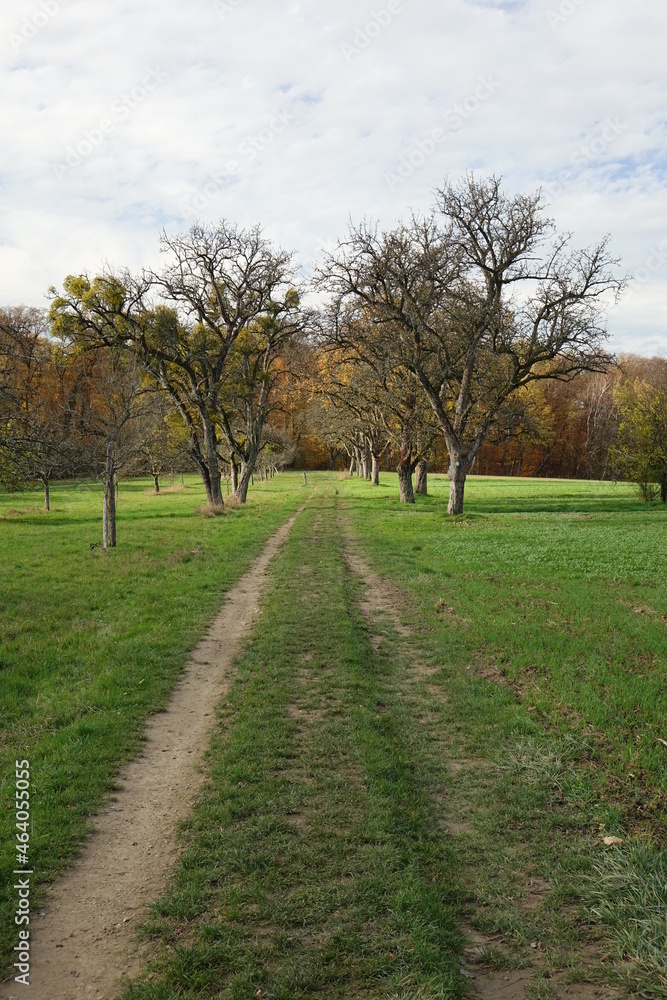 Meadow with alley of empty apple trees in autumn, Niedaltdorf, Siersburg, Rehlingen, Saarland, Germany
