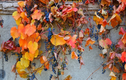 Multicolored leaves of wild or maiden grapes (Latin. Parthenocissus) in autumn