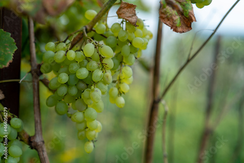 białe winogrona na krzewie winogronowym przed winobraniem