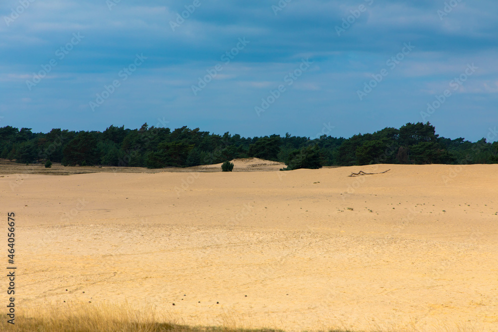 Fototapeta premium Panoramic view of a amazing landscape with driftsand in the National Park Hoge Veluwe. Kootwijkerzand, Province of Gelderland, Netherlands. Place for text. Tourism and vacations concept. 