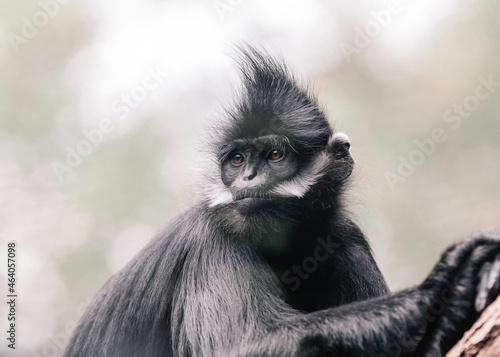 Close-up portrait of a Gibbon © sharon