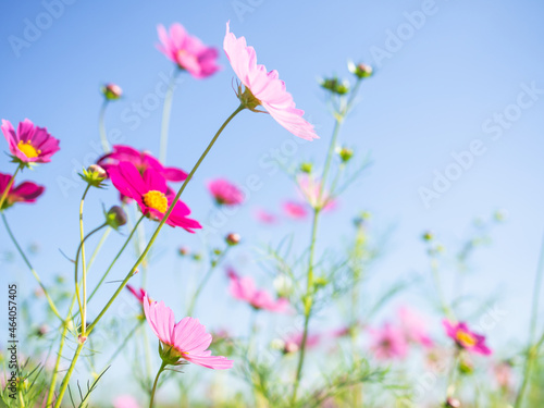 青空の下のコスモスの花 © karinrin
