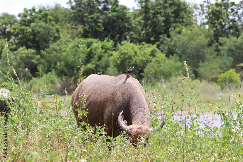 buffalo in the field buffalo in the field