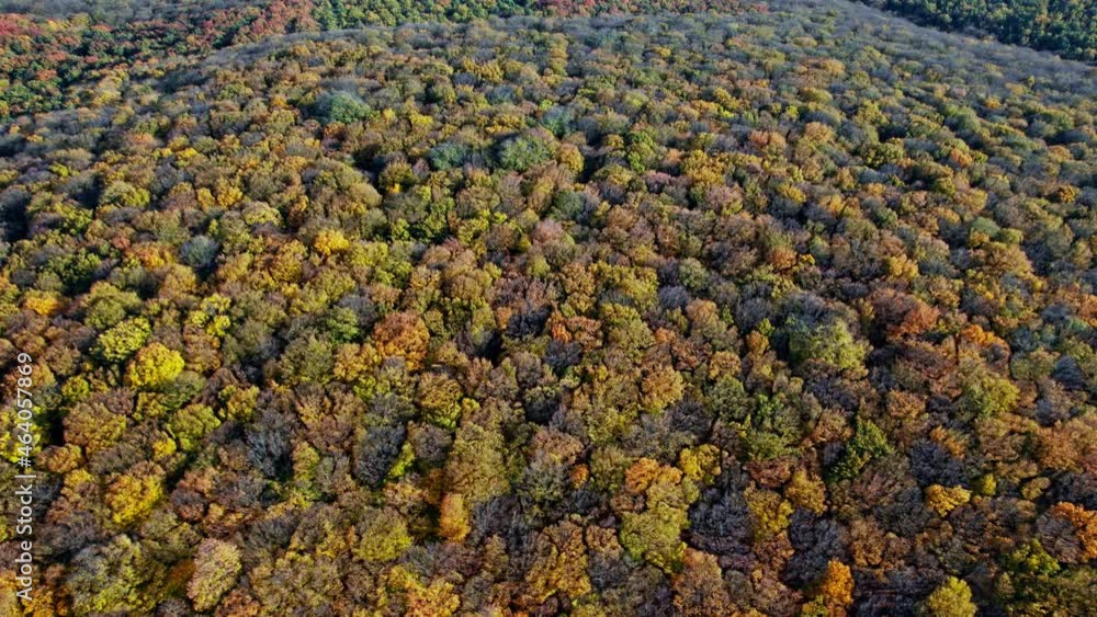 Forest with red and yellow trees aerial top view Forest with red and yellow trees aerial top view
