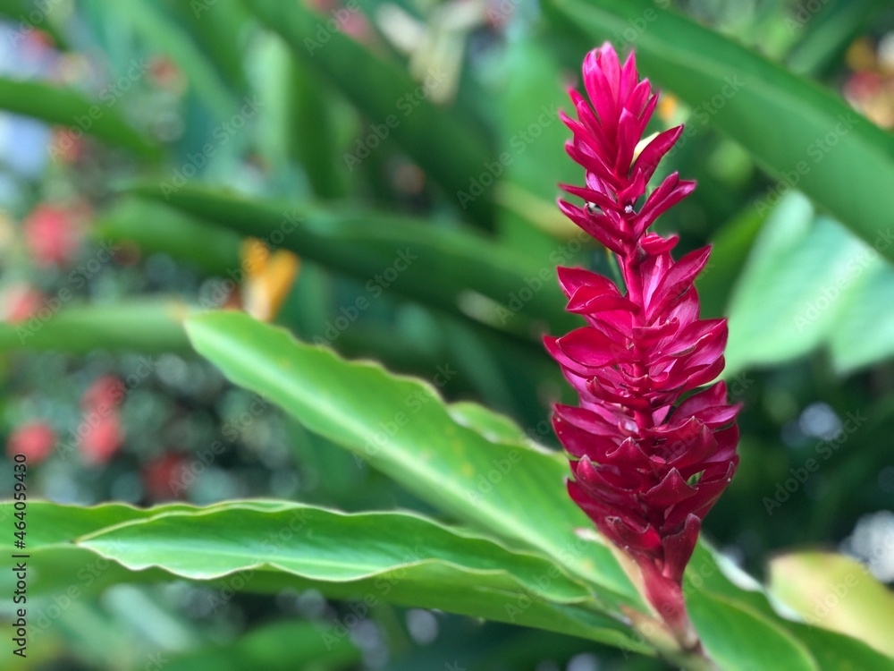 Exotic pink flower in the garden