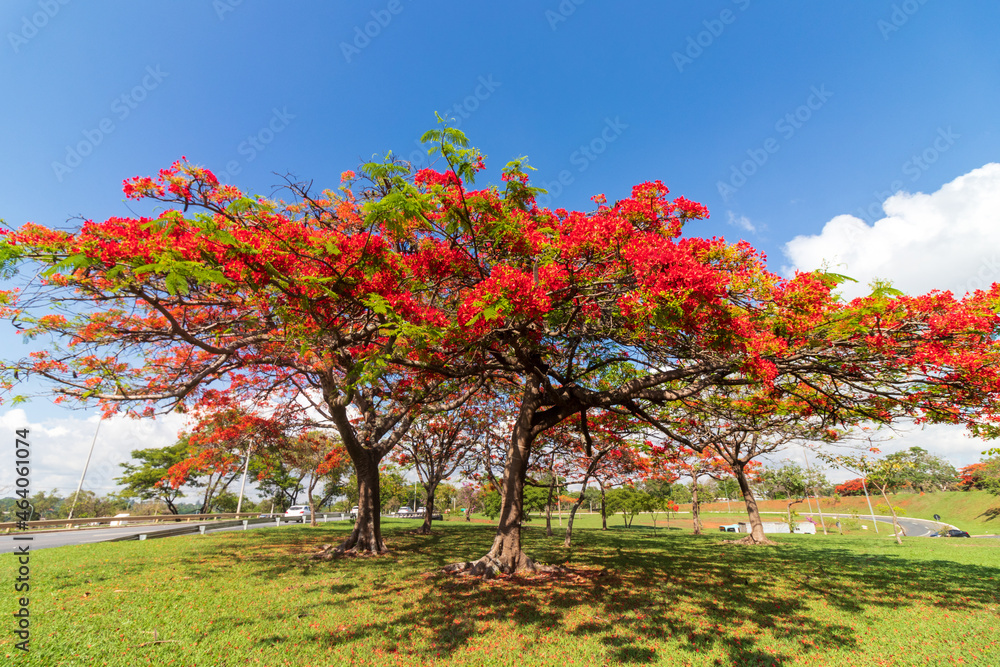Flamboyants floridos em Brasília, capital do Brasil. Flamboyants floridos em Brasília, capital do Brasil.
