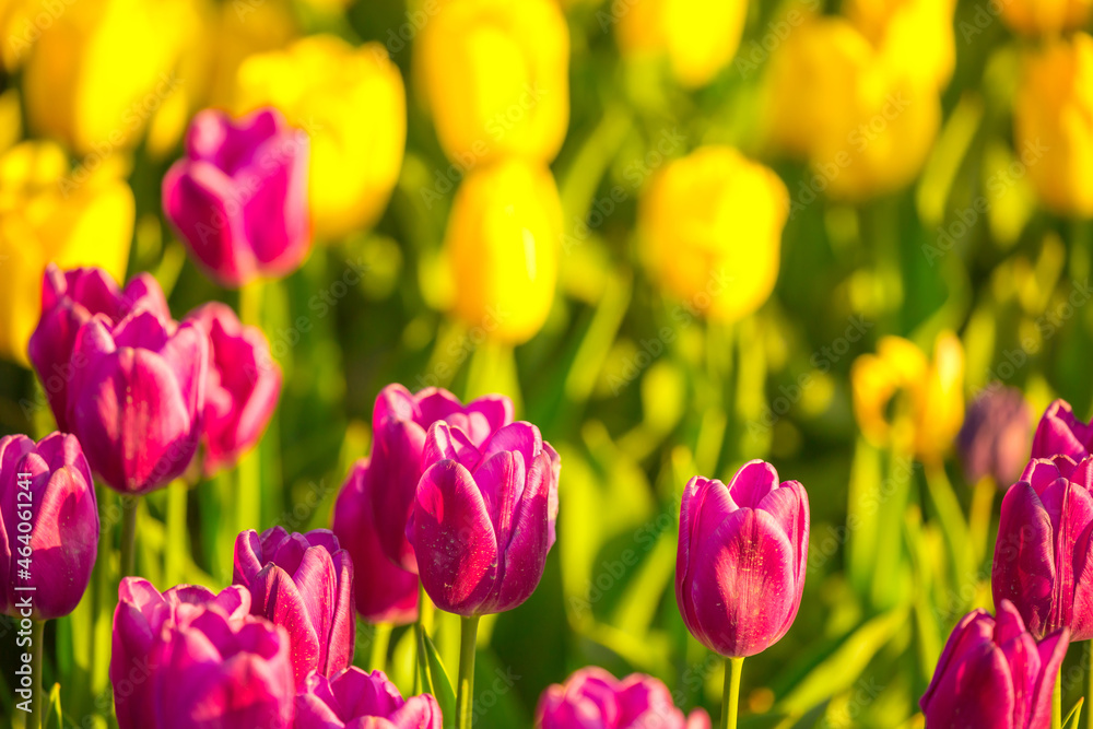 Blooming tulips in Holland. Field of pink and yellow tulips close-up as a concept of the holiday and spring. Pink and red tulips at the Holland Flower Festival.