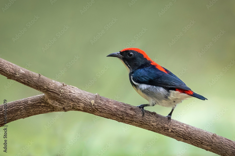 Image of Scarlet-backed Flowerpecker Bird on nature background. Animals.