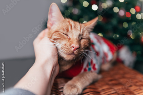 Cute ginger cat in xmas jumper photo