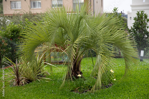 Gardening. Closeup view of a Butia capitatata, also known as Jelly Palm growing in the garden. The automatic sprinklers watering the plants.  photo