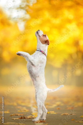 parson russell terrier dogs in autumn gold nature