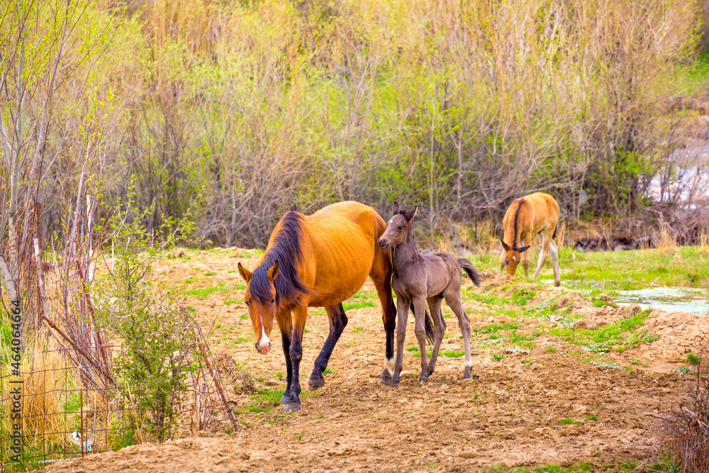 Horses gallop over mountains and hills. A herd of horses grazes in the autumn meadow. Livestock concept, with place for text. Horses gallop over mountains and hills. A herd of horses grazes in the autumn meadow. Livestock concept, with place for text.