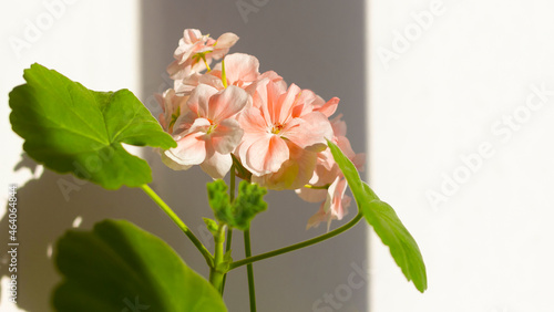 Pink Pelargonium flowers on a white background. Place to write