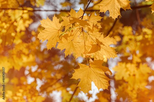 Autumn leaves of maple tree on blurred nature background. Shallow focus. Fall sun bokeh.