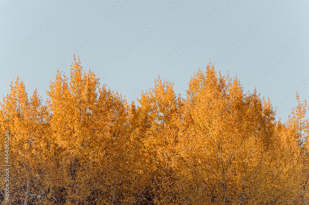 Fototapeta premium Bright yellow autumn leaves on a background of blue sky in fine Sunny weather. Beautiful autumn nature background.