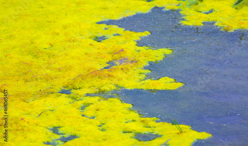 фотографія Swamp with mud moss and algae, Frogfish, as a concept of the ecology of pollutio