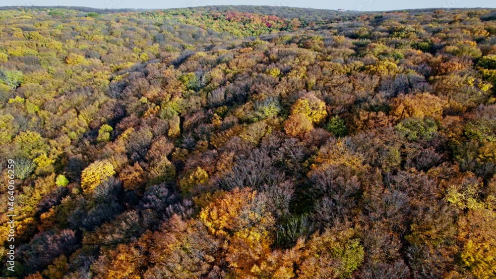 Forest with red and yellow trees aerial top view Forest with red and yellow trees aerial top view