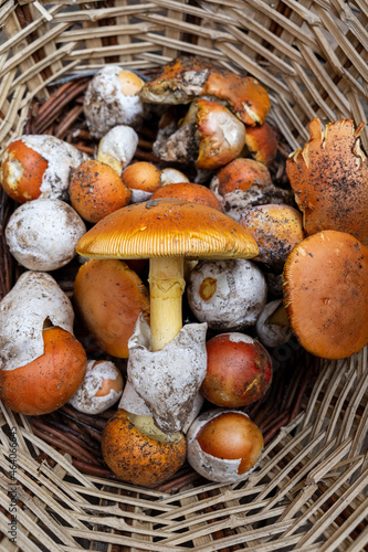 Caesar's mushroom in a wicker basket. Vertical picture of collected edible amanita caesarea mushroom.