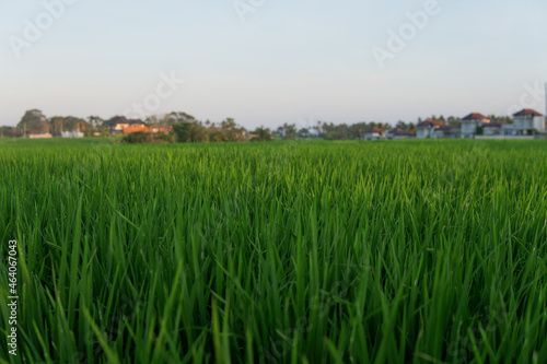 rice fields at sunset