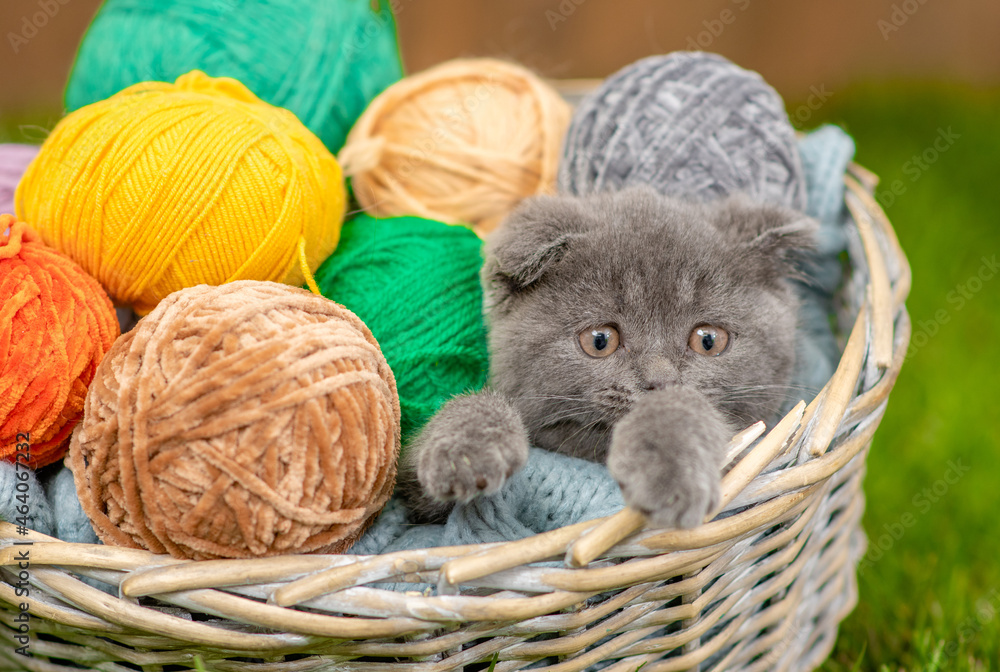 Obraz premium Cozy kitten sleep with clews of thread inside a basket on green summer grass