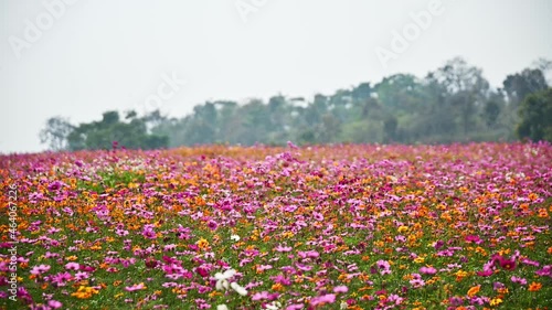 Wallpaper Mural Colorful cosmos field blooming in garden Torontodigital.ca