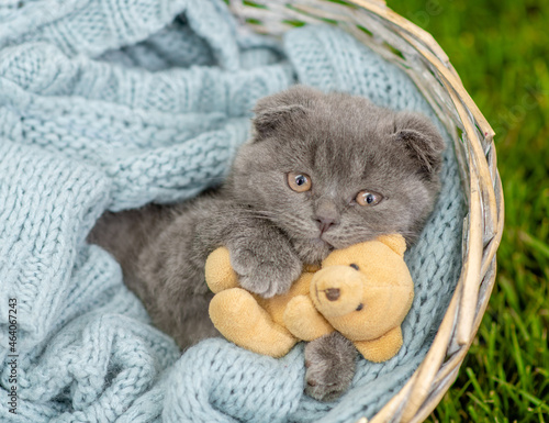 Sad kitten hugs favorite toy bear inside a basket. Top dow view photo