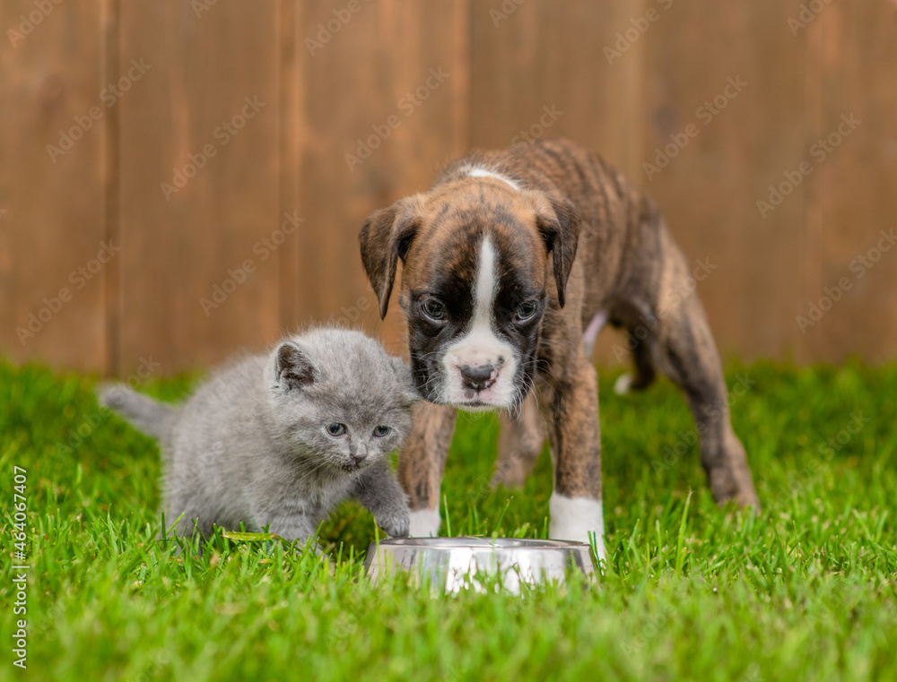 Young German boxer puppy and tiny kitten eat together from one bowl on green summer grass