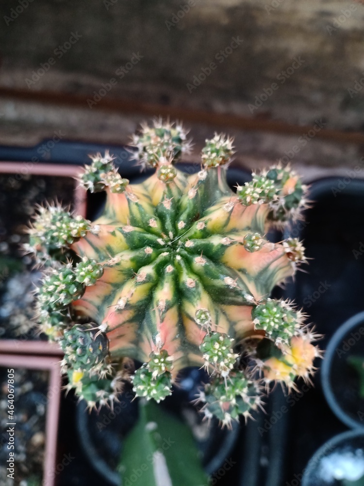 Small cactus in the garden Small cactus in the garden