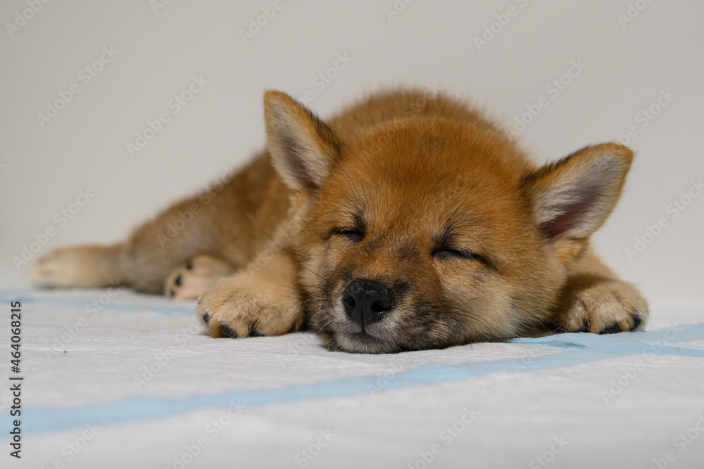 すやすや眠る豆柴 生後64日 すやすや眠る豆柴 生後64日