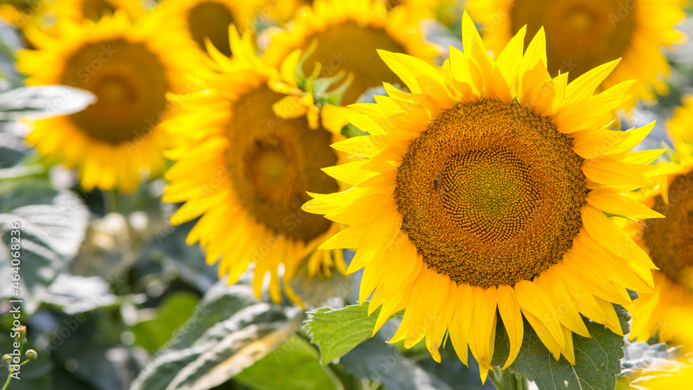 Blooming sunflowers natural background, close-up.