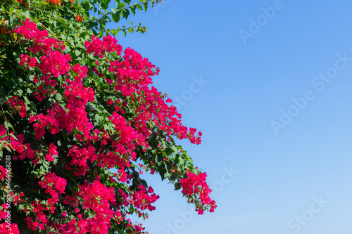 red bougainvillea is a perennial plant against a blue sky, forming a bunch of axillary or terminal branches.