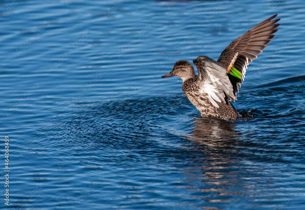 Female Green Winged Teal (Anas crecca) doing a wing stretch in a pond.