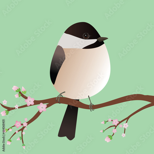 A very cute Chickadee bird in the shape of an egg. Blue background. The bird sits on a branch with pink blossoms.
