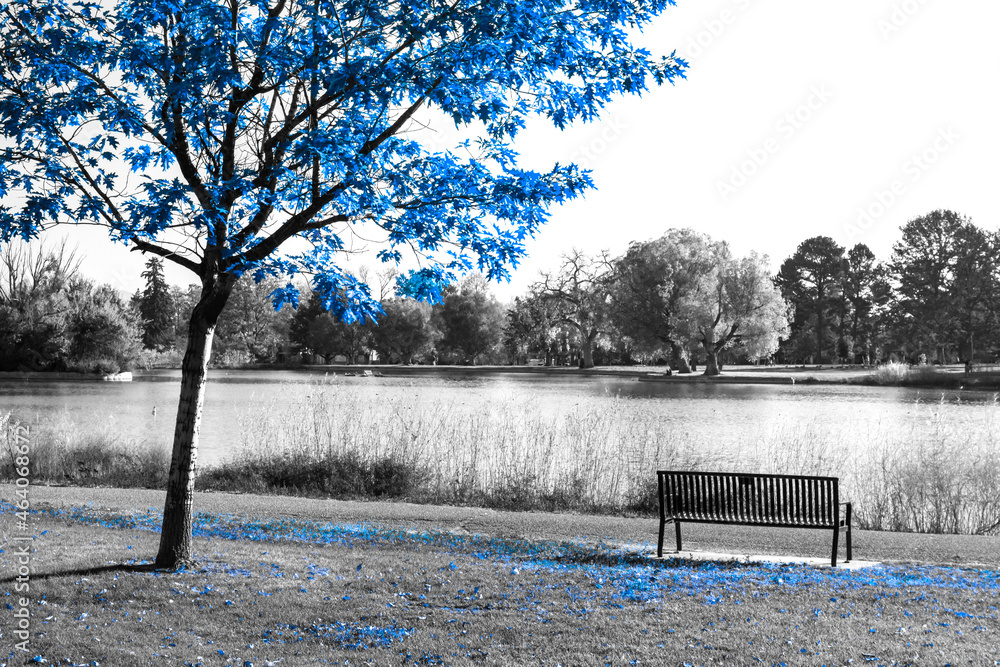 Blue tree above an empty bench in a black and white landscape scene