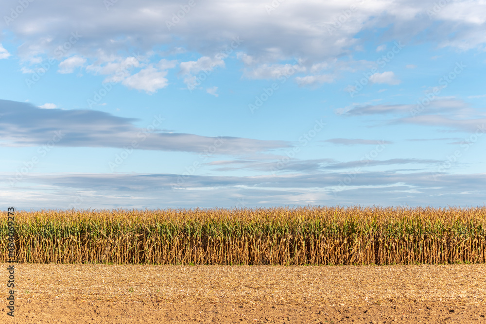 Obraz premium Agricultural fields in autumn, corn fields.