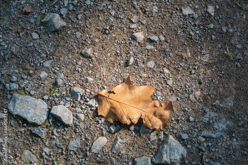 goldenes Herbstblatt auf einem grauen Waldweg