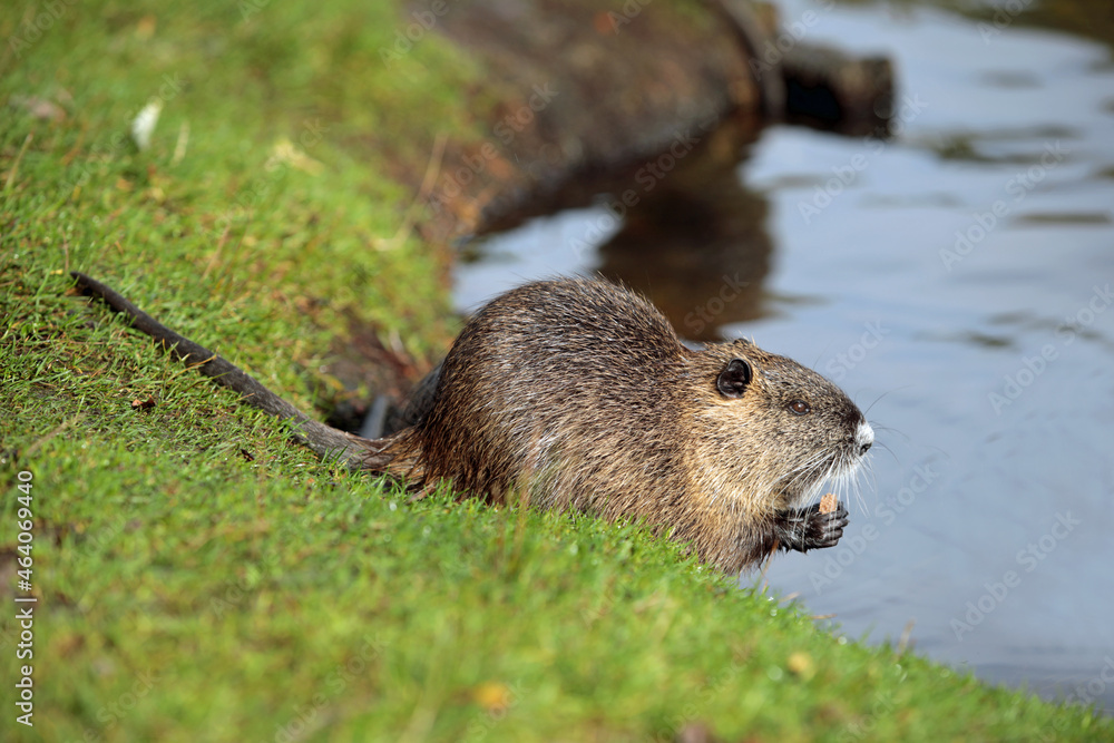 Nutria