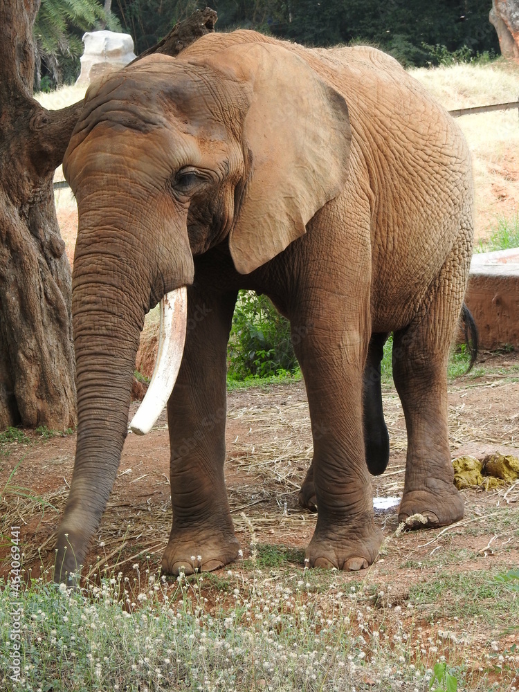 Fototapeta premium elephant in the zoo